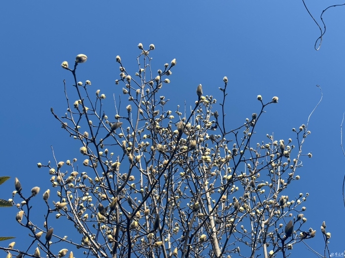 （全媒，宿迁发布）烂漫春光好&nbsp;这份赏花地(6933850)-20240325084721